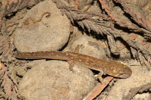 California Giant Salamander