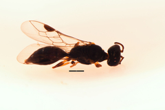 Spilomena
