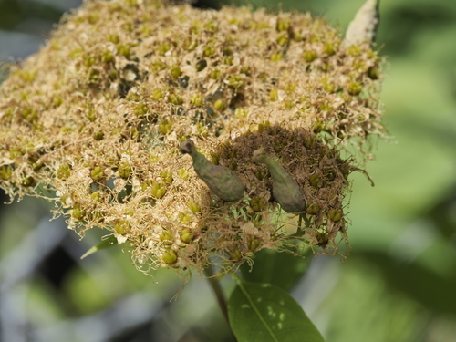 Eriophyes Paraspiraeae