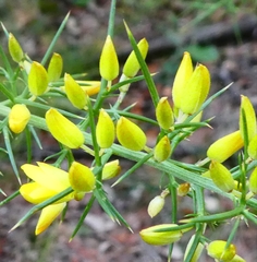 Ulex parviflorus parviflorus