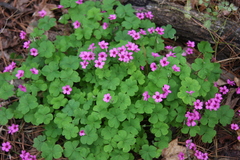 Oxalis articulata rubra