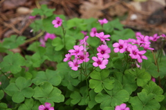 Oxalis articulata rubra