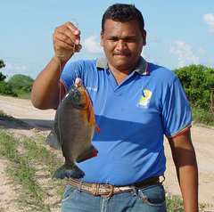 Piaractus brachypomus