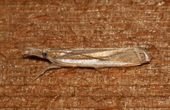Crambus leachellus