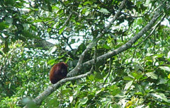 Alouatta arctoidea