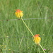 Kniphofia porphyrantha - Photo (c) Ryne Rutherford, algunos derechos reservados (CC BY-NC)