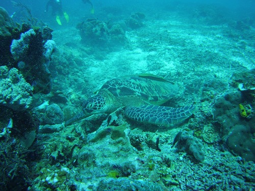 Green Sea Turtle — seen at this dive site