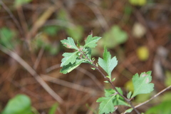 Crataegus spathulata