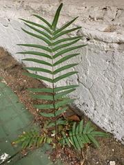Pteris vittata