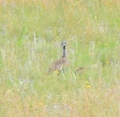 Eupodotis caerulescens