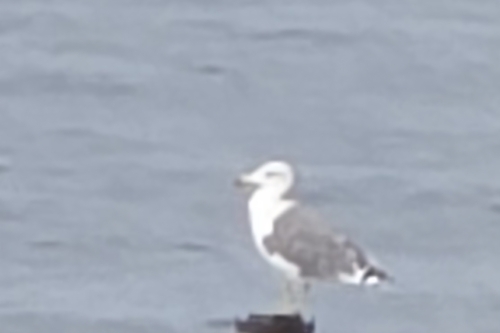 Black-tailed Gull
