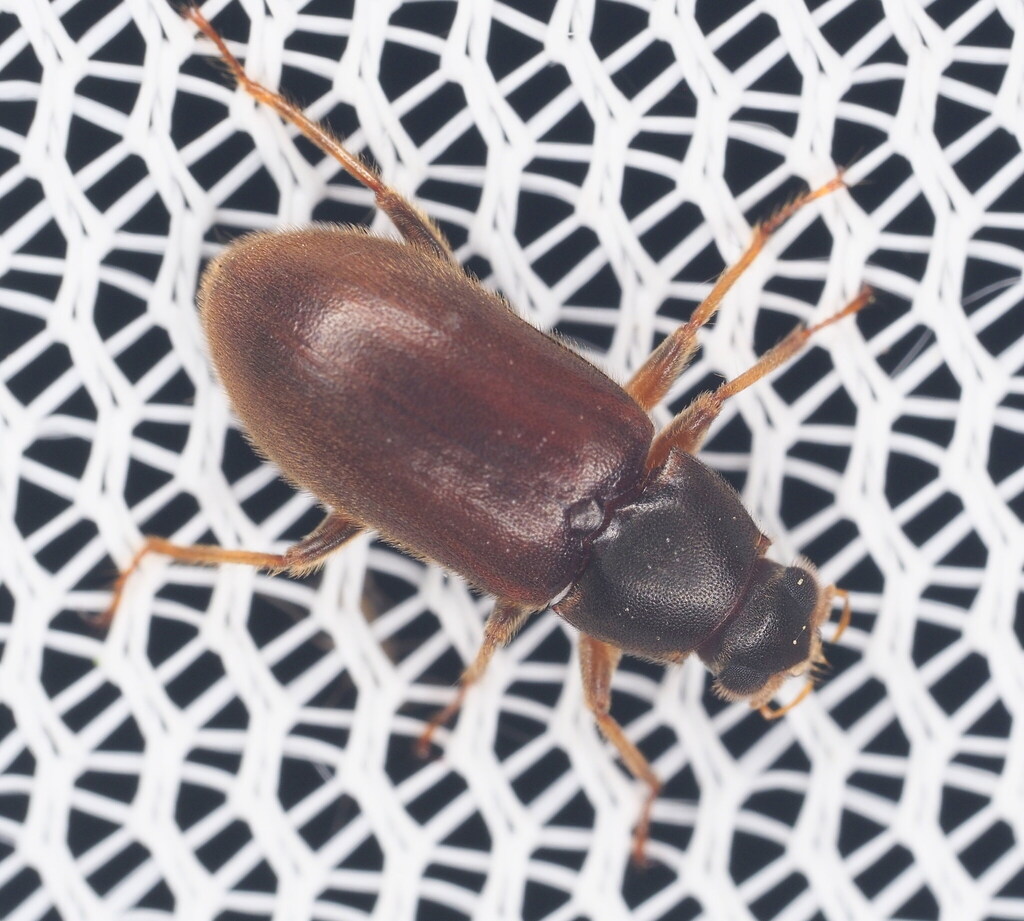 Pelonomus obscurus