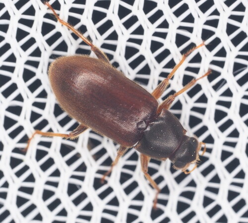 Pelonomus obscurus