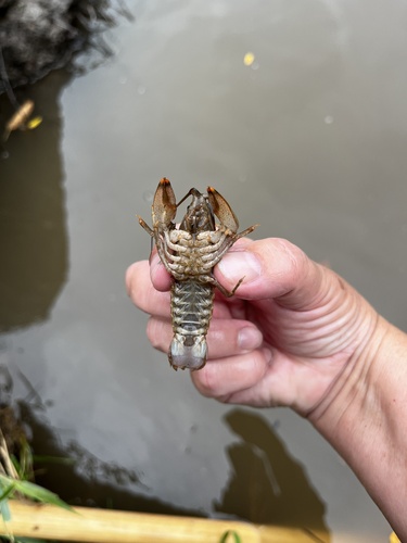 Ringed Crayfish