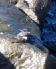 Grapsus tenuicrustatus