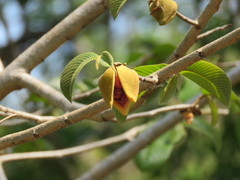 Annona holosericea