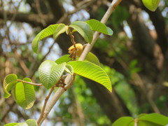 Annona holosericea