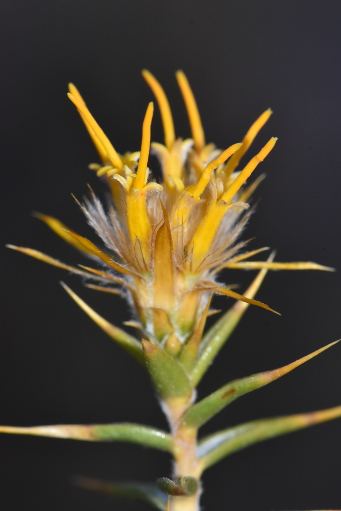 Chuquiraga atacamensis