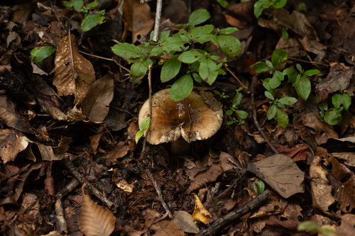 Russula adusta