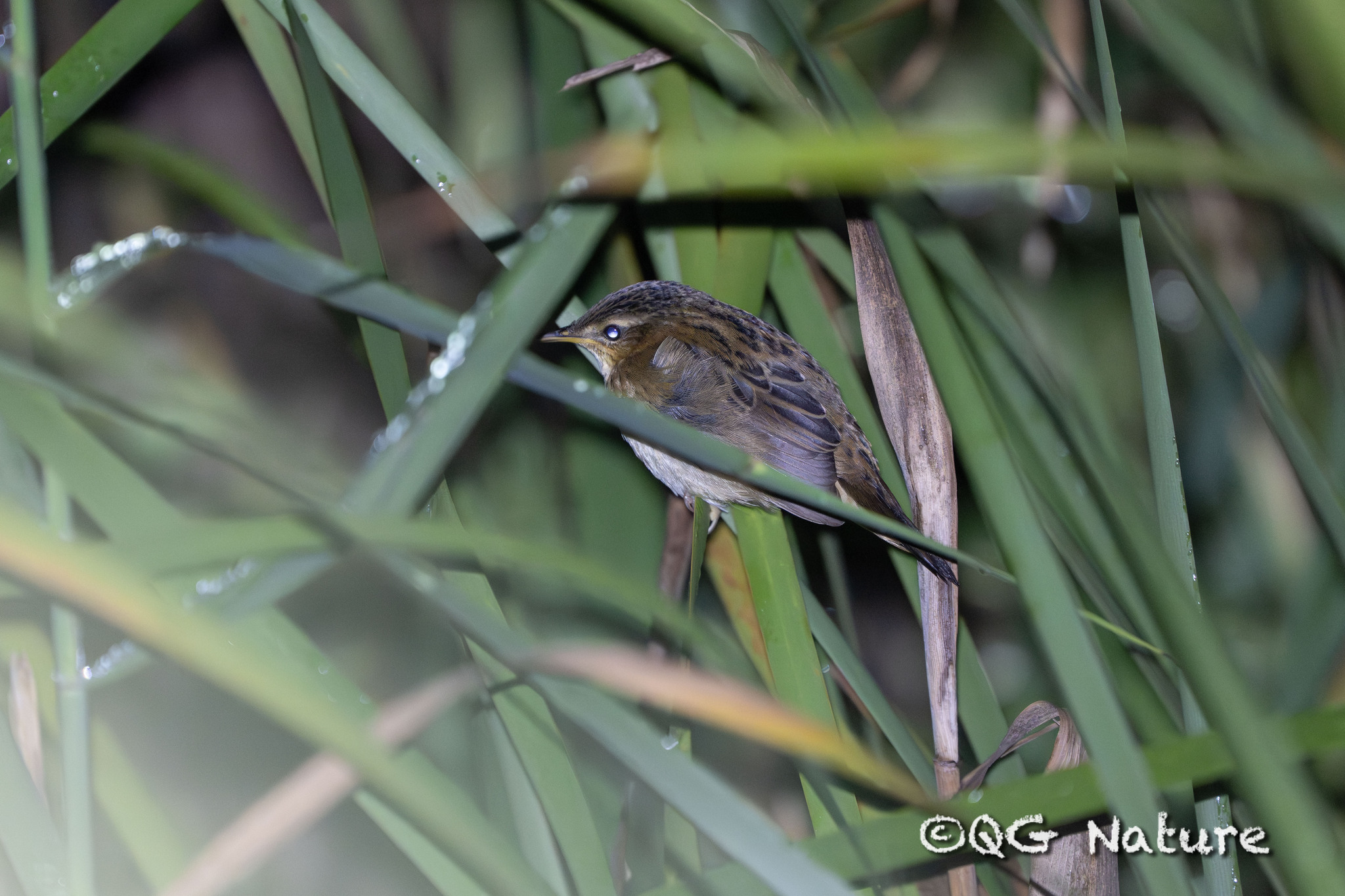 Pallas's Grasshopper Warbler