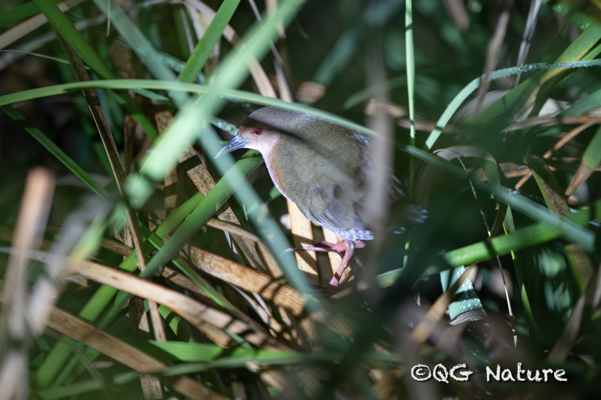 Ruddy-breasted Crake