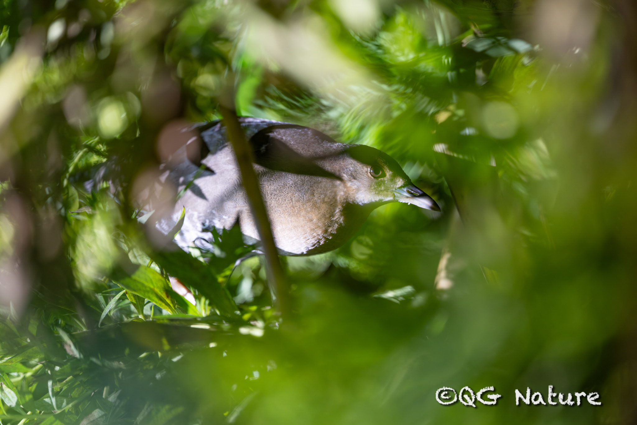 Band-bellied Crake