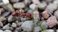 Western Harvester Ant