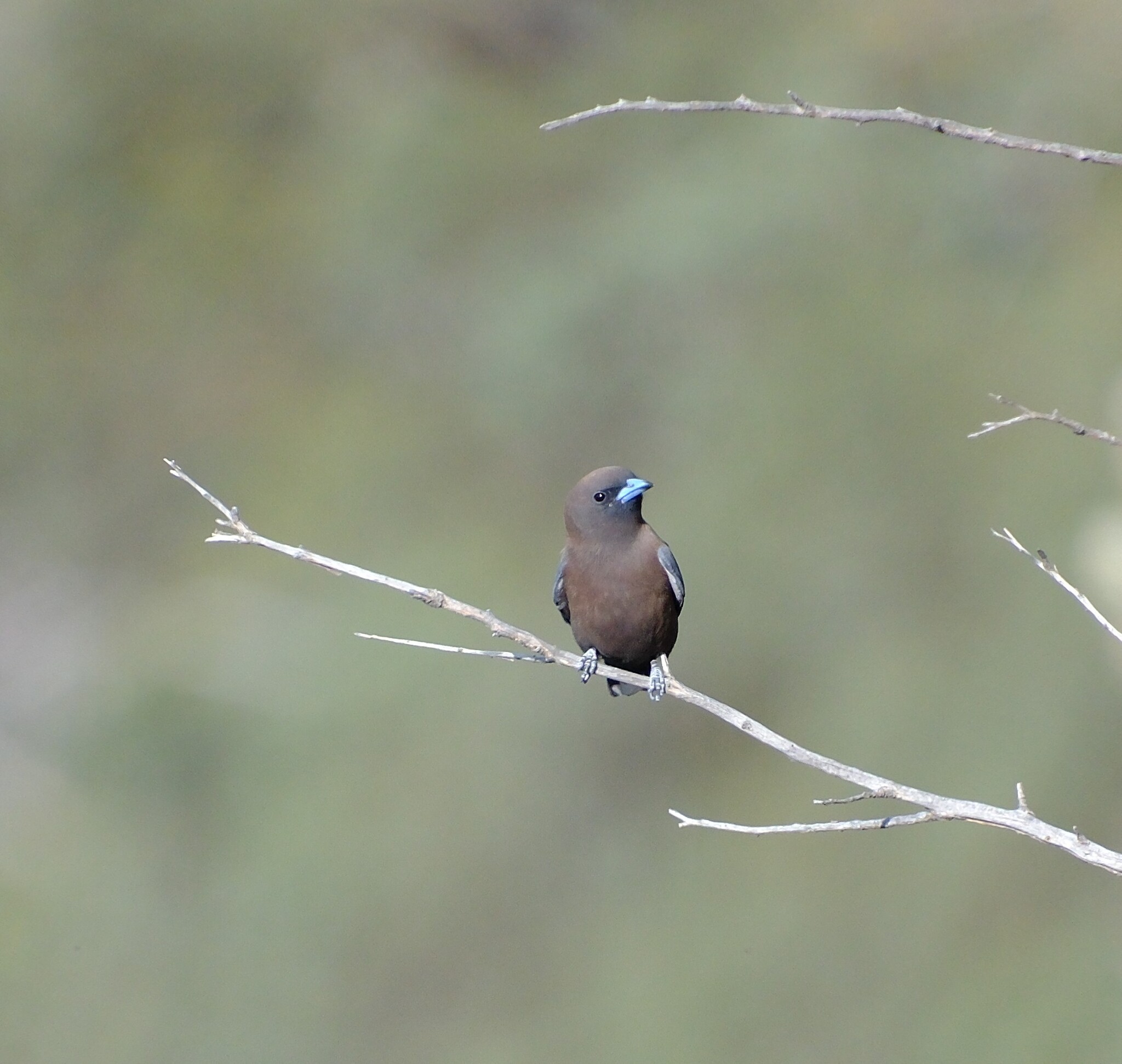 Little Woodswallow (Artamus minor), photo 8