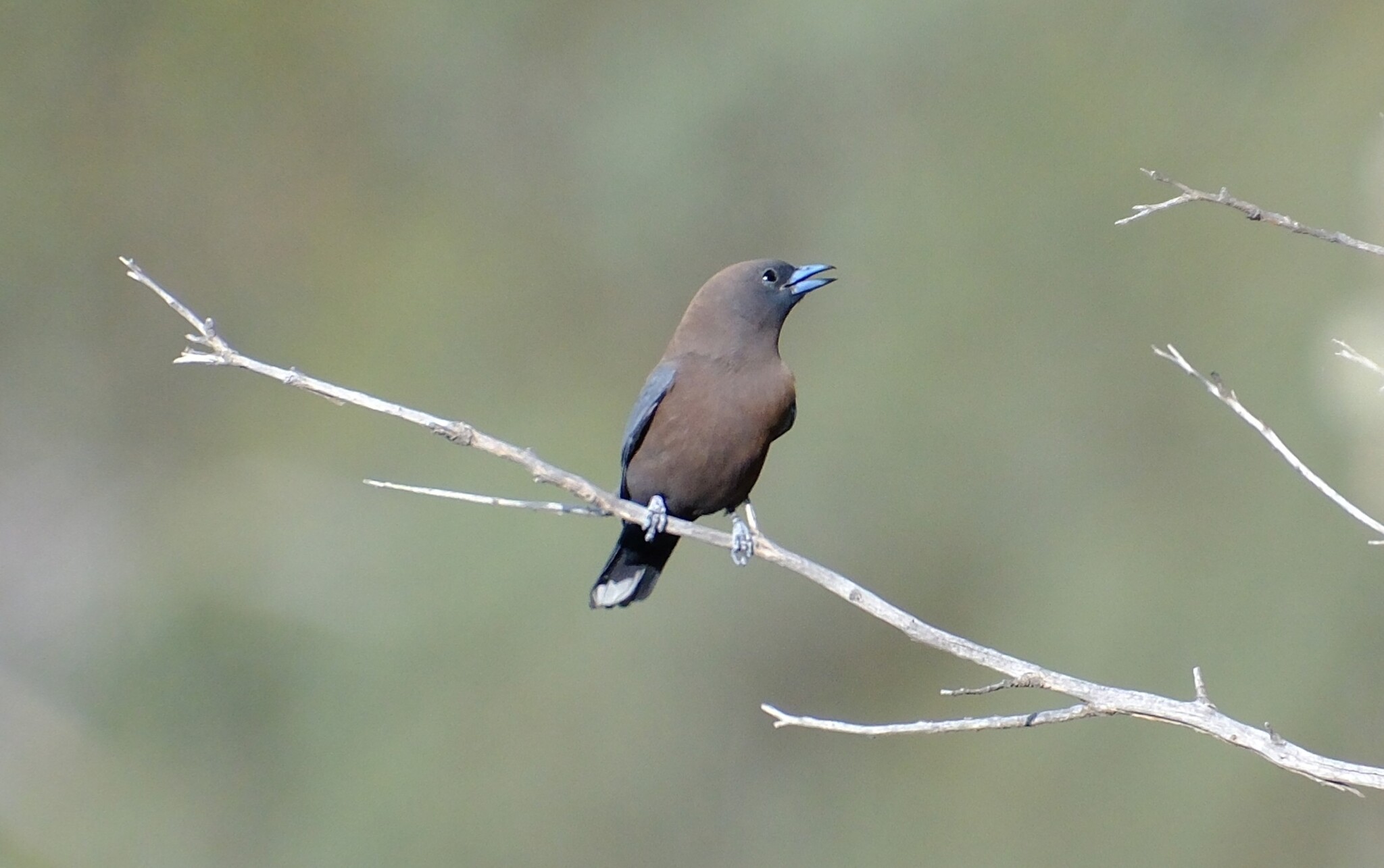 Little Woodswallow (Artamus minor), photo 7
