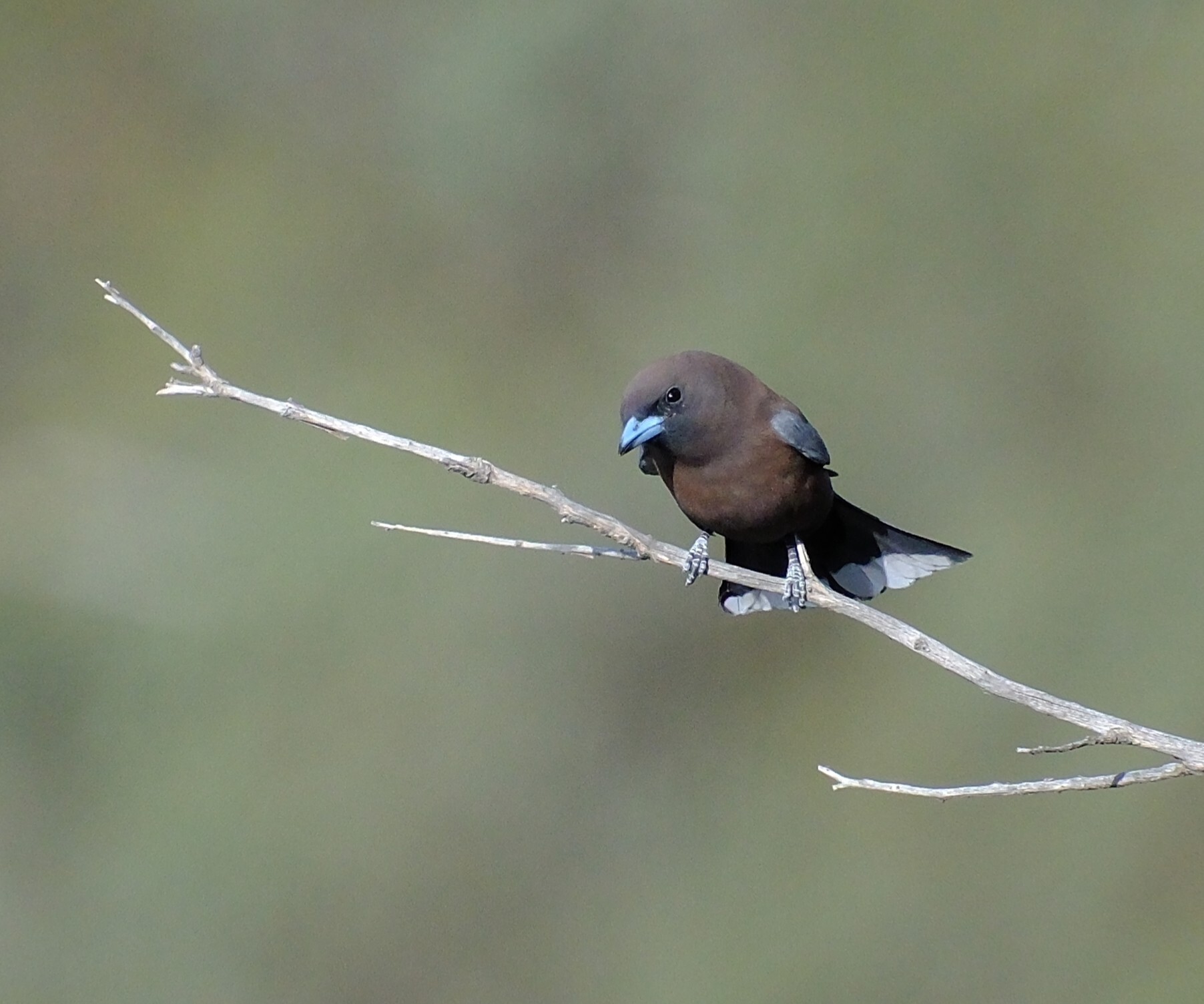 Little Woodswallow (Artamus minor), photo 6