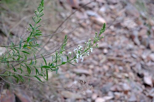 Teucrium corymbosum, photograph 6