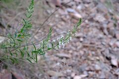 Teucrium corymbosum, photograph (c) Peter Crowcroft, some rights reserved (CC BY)