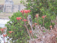 Anthochaera paradoxa