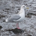 Thayer's Gull - Photo (c) Guy Monty, some rights reserved (CC BY-NC-SA)