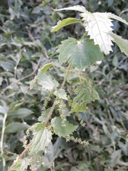 Urtica incisa