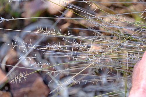 many-headed wiregrass (Aristida caput)
