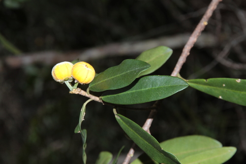 Lethedon salicifolia observed 2025-09-15