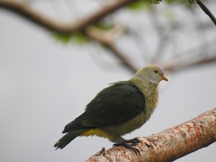 Grey-Green Fruit Dove photo 2