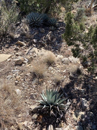 Agave parryi