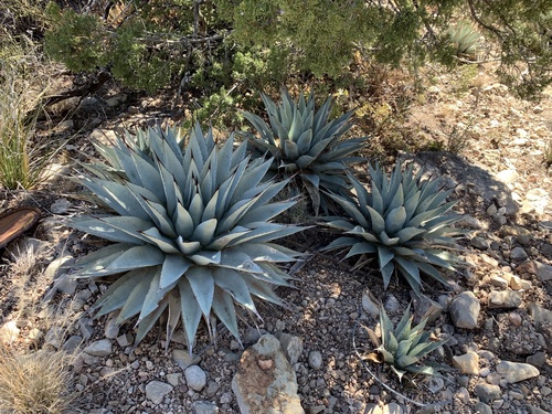 Agave parryi