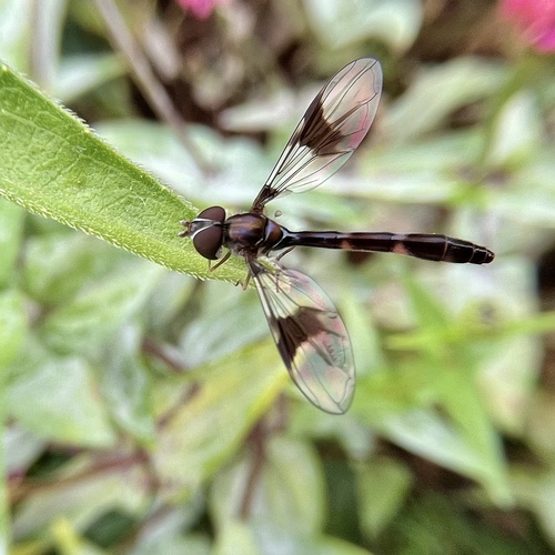 Unknown species found near Lennox Ave NE, Cedar Rapids, IA, US