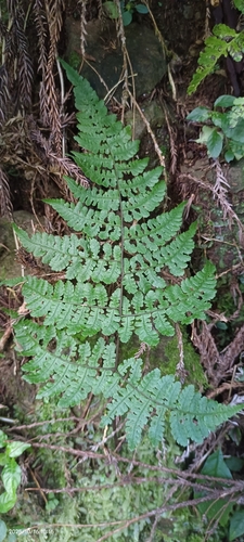 Cornopteris opaca iNat (2)