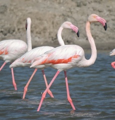 Phoenicopterus roseus