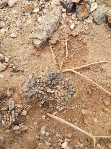 Eriosyce esmeraldana