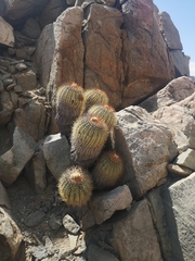 Copiapoa longistaminea