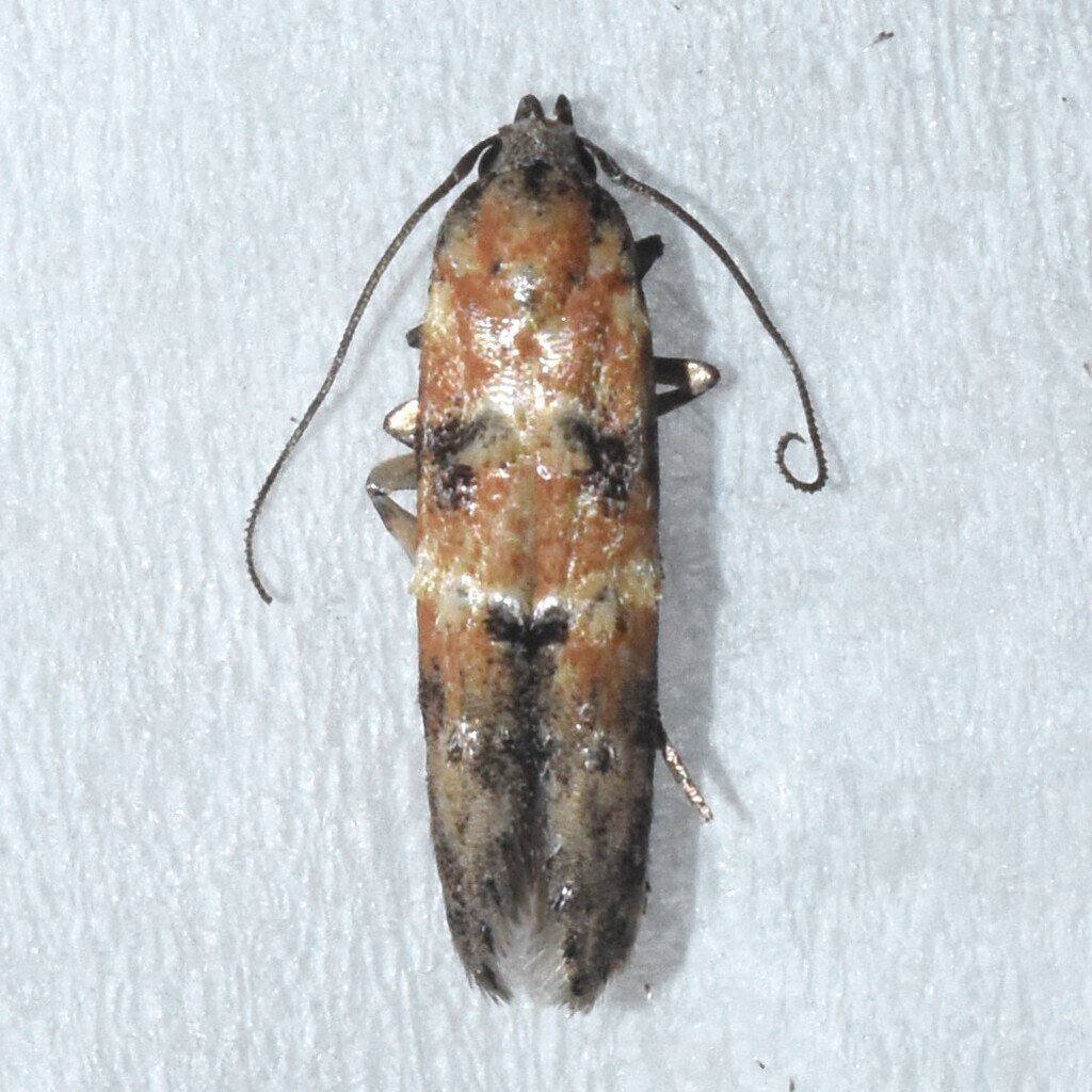 Nepotula secura