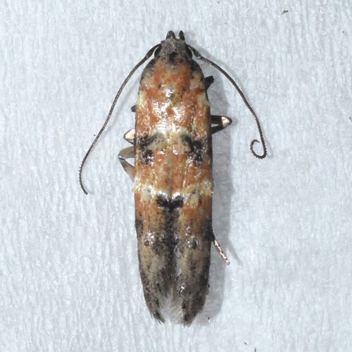 Nepotula secura
