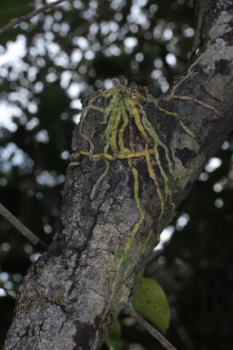 Taeniophyllum fasciola observed 2025-09-15