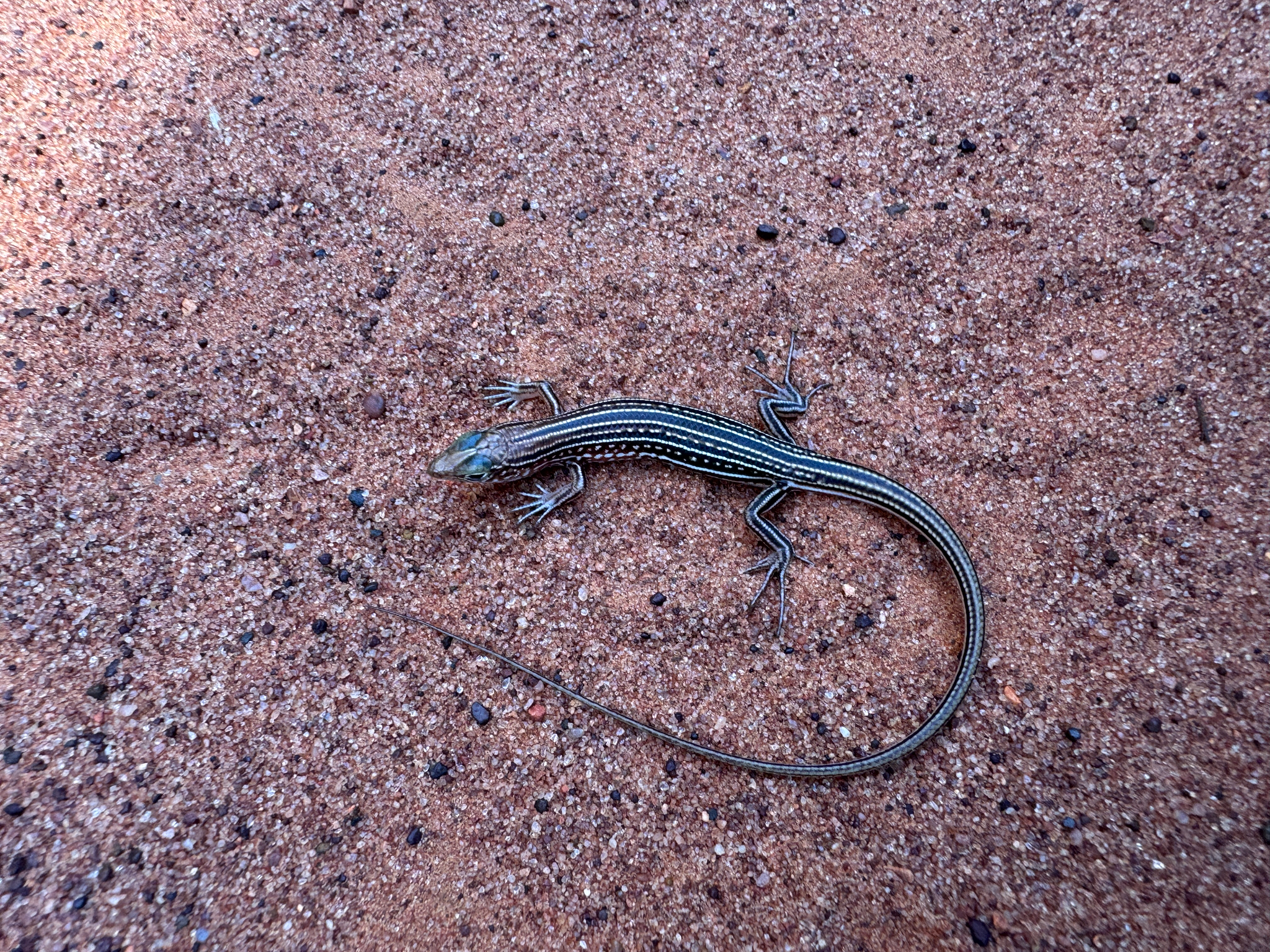 Spotted-Necked Ctenotus photo 4