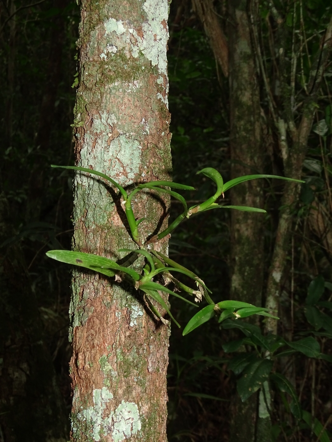 Scaphyglottis sickii